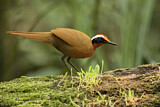 Image. Rail-babbler