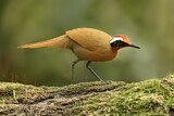 Image. Rail-babbler