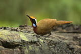Image. Rail-babbler