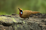 Image. Rail-babbler
