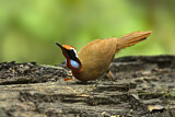 Image. Rail-babbler