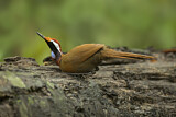 Image. Rail-babbler