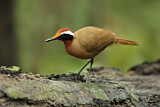 Image. Rail-babbler