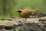 Image. Rail-babbler