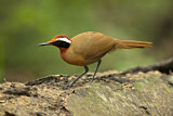 Image. Rail-babbler