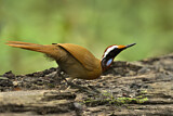 Image. Rail-babbler