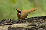 Image. Rail-babbler
