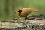 Image. Rail-babbler