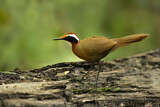 Image. Rail-babbler