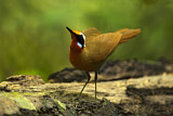 Image. Rail-babbler