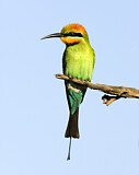 Image. Rainbow Bee-eater