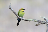 Image. Rainbow Bee-eater
