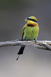 Image. Rainbow Bee-eater