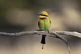 Image. Rainbow Bee-eater