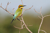 Image. Rainbow Bee-eater
