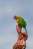 Image. Rainbow Lorikeet