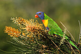 Image. Rainbow Lorikeet