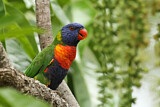 Image. Rainbow Lorikeet