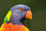 Image. Rainbow Lorikeet