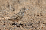 Image. Raso Lark