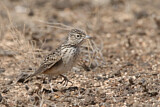 Image. Raso Lark