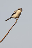 Image. Raubwürger