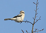Image. Raubwürger