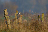 Image. Raubwürger
