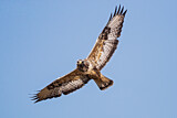 Image. Raufußbussard