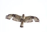 Image. Raufußbussard