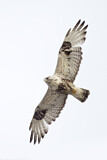 Image. Raufußbussard
