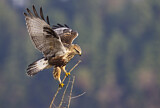 Image. Raufußbussard