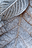 Image. Raureif auf Laubblättern