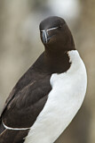 Image. Razorbill