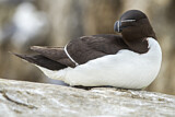Image. Razorbill