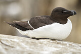 Image. Razorbill