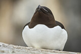 Image. Razorbill