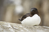 Image. Razorbill