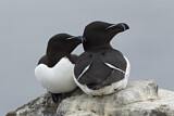 Image. Razorbill