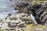 Image. Razorbill