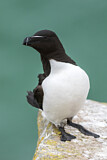 Image. Razorbill