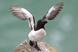 Image. Razorbill
