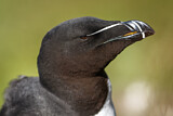 Image. Razorbill