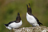 Image. Razorbill