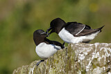 Image. Razorbill