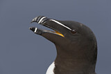 Image. Razorbill