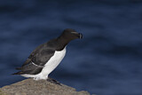 Image. Razorbill