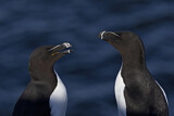 Image. Razorbill