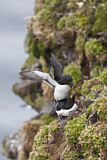Image. Razorbill