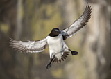 Image. Razorbill